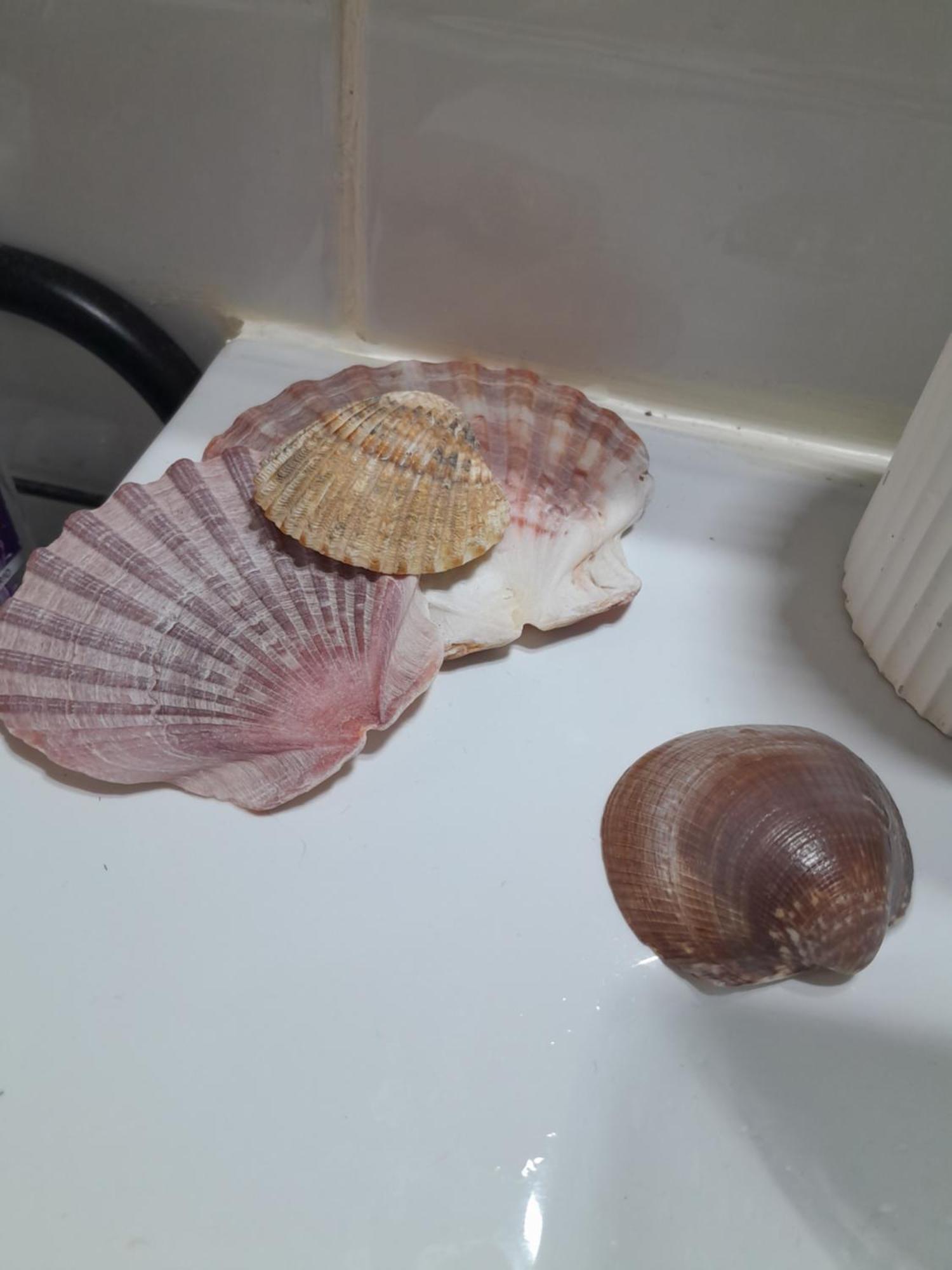 Gemuetliches Zimmer "Gold" Fuer 2 Personen Und Katzenliebhaber Walencja Zewnętrze zdjęcie
