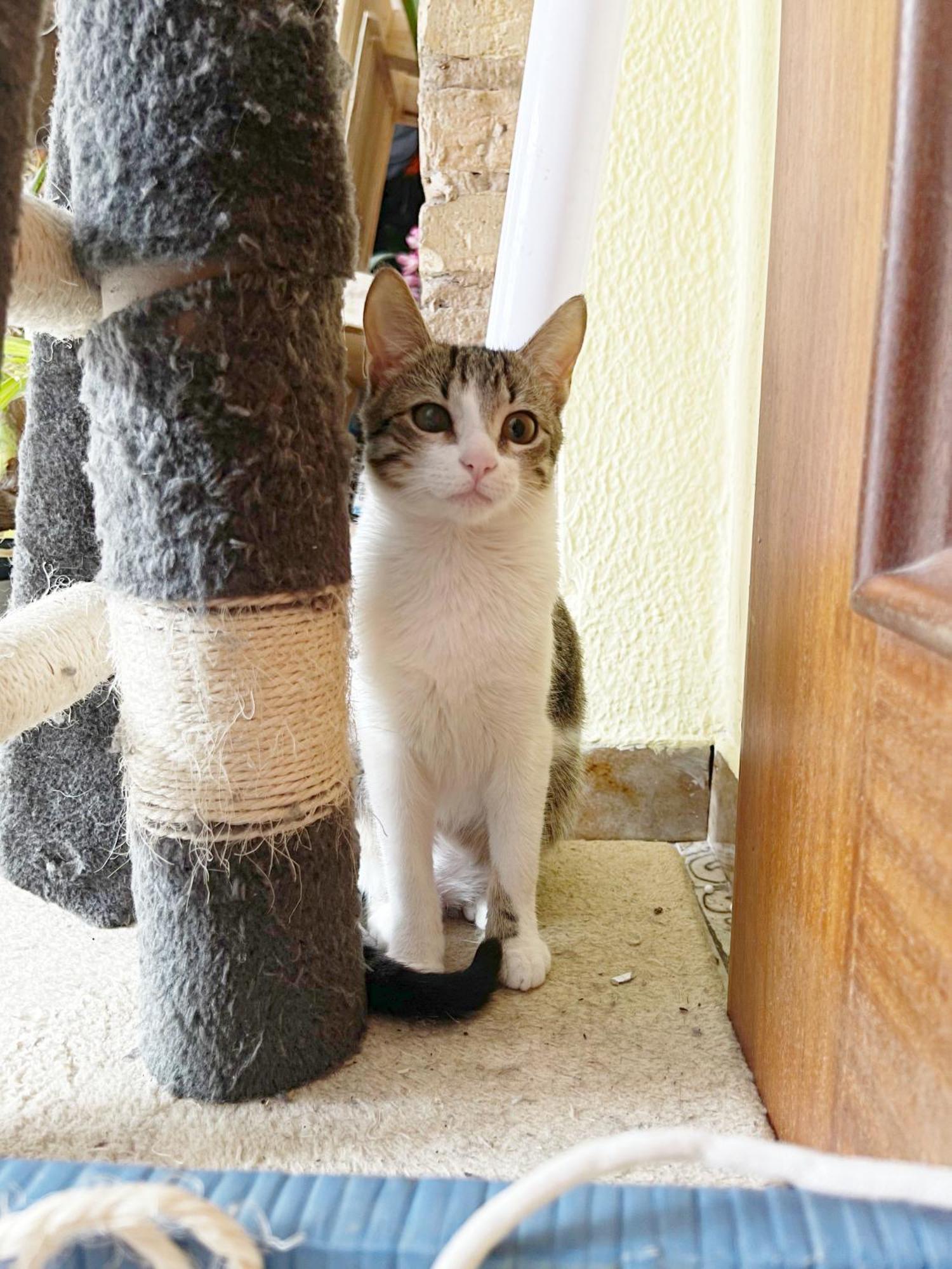 Gemuetliches Zimmer "Gold" Fuer 2 Personen Und Katzenliebhaber Walencja Zewnętrze zdjęcie